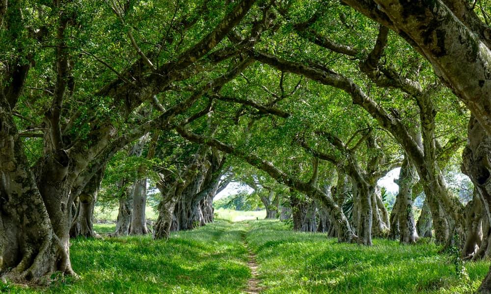 Green domains of Mauritius around Bain Boeuf