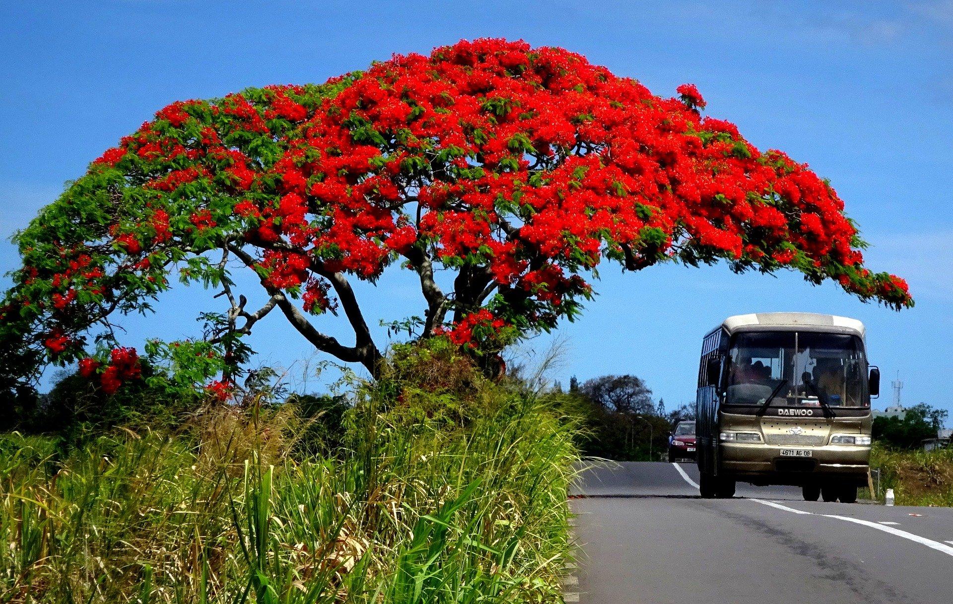 Roadside flamboyant trees in the north of Mauritius